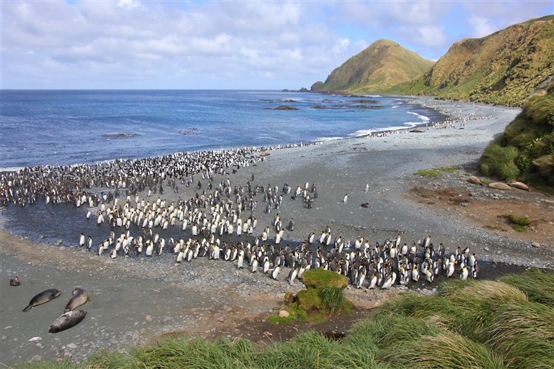 Macquarie Island 0417 m View at Sandy Bay